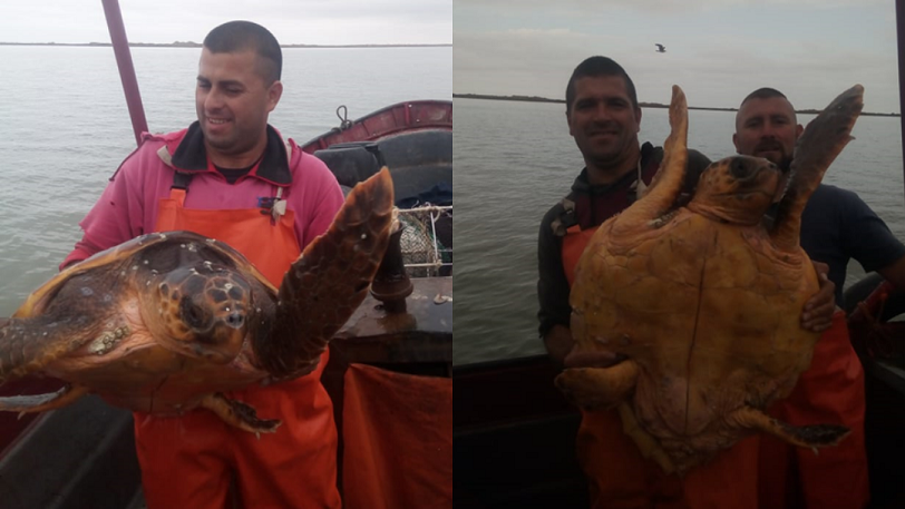Pescadores hallaron un raro ejemplar de “tortuga cabezona” en la ría de Bahía Blanca | Actualidad