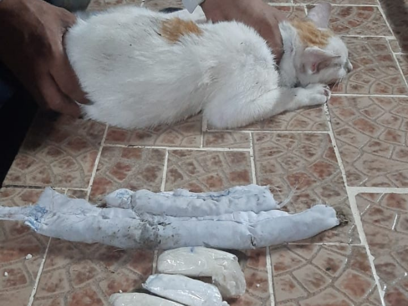 "Narcogato": intentaron que el animal ingrese cocaína a la cárcel | Actualidad