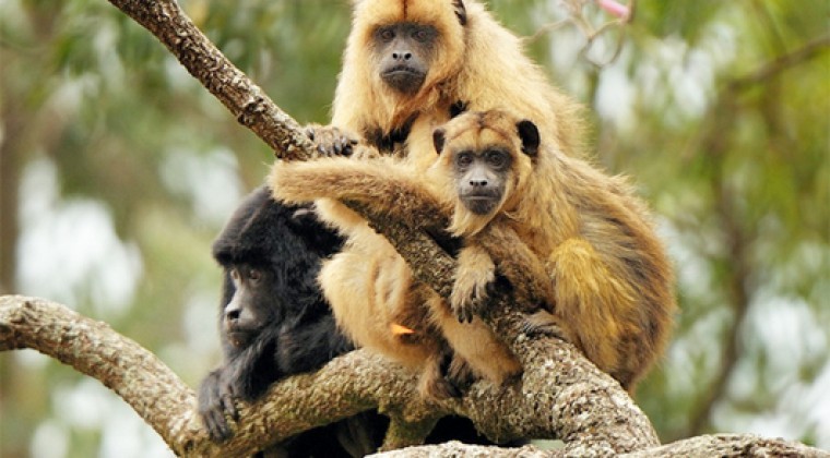 Hallan monos infectados con fiebre amarilla en Brasil: Argentina intensifica acciones de prevención | Actualidad