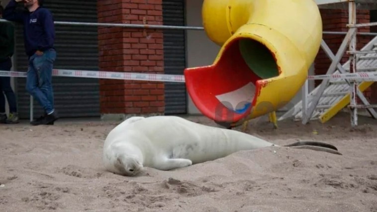 Una foca quedó varada en la playa de Mar del Plata y fue atacada a palazos | Actualidad