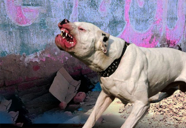 Robaron un pitbull internado por rabia, se liberaron otros perros y mataron a un cachorro | Actualidad