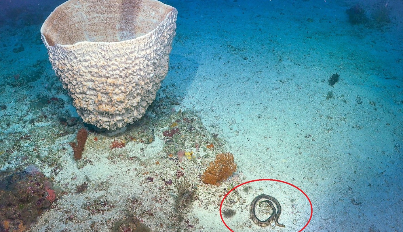 Reapareció una serpiente marina venenosa que se creía extinta | Internacionales