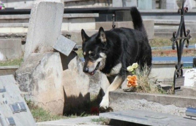 La historia de "Capitán", el perro que vive hace diez años junto a la tumba de su dueño | Actualidad