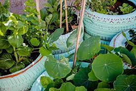 Crean escuela de huerta urbana agroecológica para producir alimentos seguros | Actualidad