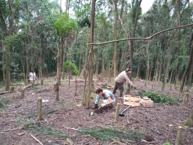 La Universidad Nacional de Tucumán plantará miles de árboles para recuperar la biodiversidad nativa | Clima, naturaleza y medio ambiente