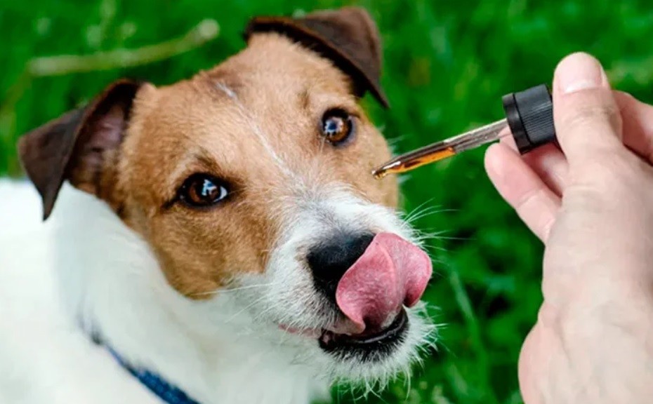 Aseguran que crece el uso medicinal de cannabis en mascotas: reclaman reglamentación | Actualidad