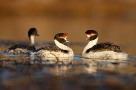 Un argentino nominado a los "Oscar verdes" en Reino Unido | Clima, naturaleza y medio ambiente