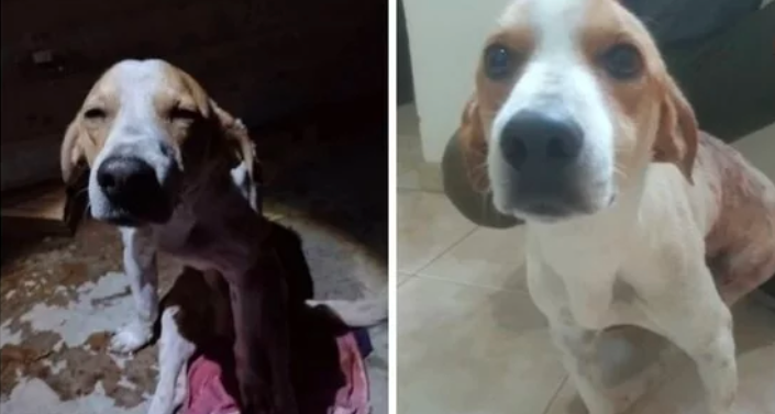 Un perro recibió 4 puñaladas al defender a su dueña del ataque de su ex pareja | Internacionales