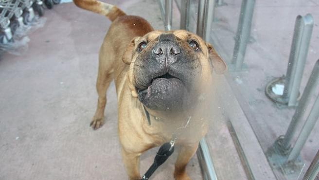 Fue detenido por darle una paliza a una perra: le provocó fracturas y sangrado vaginal | Internacionales