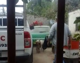El video del horror: denuncian que un hombre secuestra perros callejeros para que sus dogos los maten | Actualidad