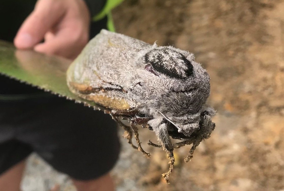 Hallaron una polilla gigante en una escuela | Internacionales