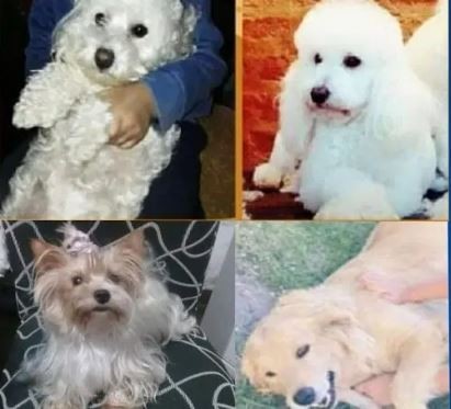 Robaron un vehículo utilizado como peluquería canina: había cuatro perros adentro | Actualidad