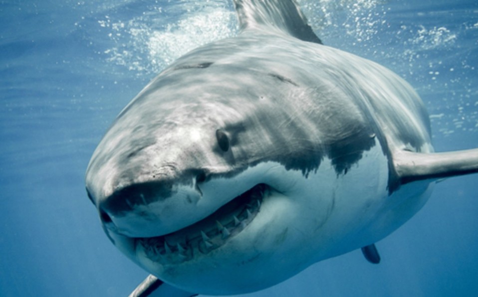 Los tiburones usan como GPS el campo magnético de la Tierra, asegura un estudio | Internacionales