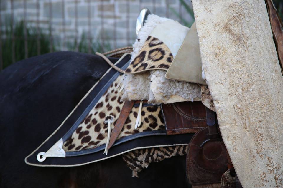 Multan con 180 mil pesos a una talabartería por vender una montura hecha con pieles de yaguareté | Actualidad