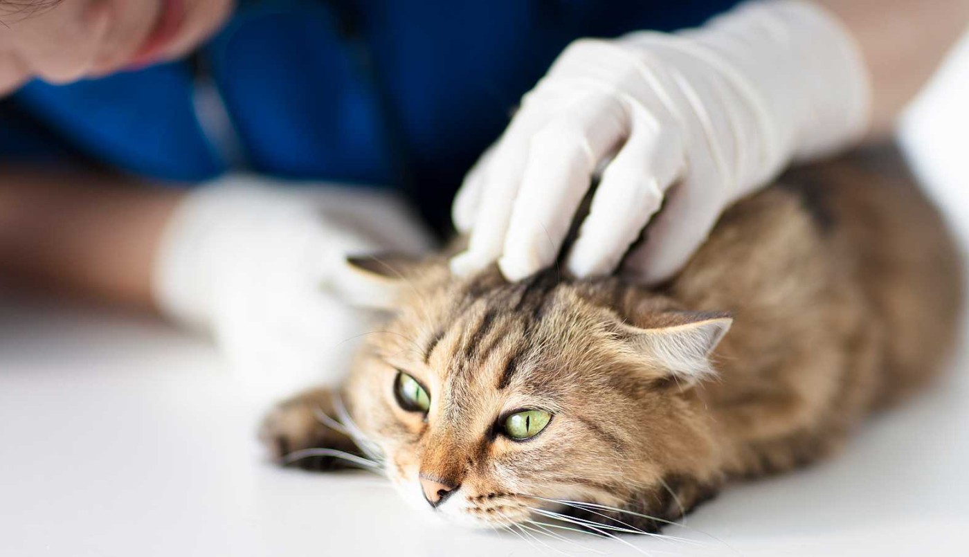 Veterinarios advierten que "no es fácil" trasmisión de coronavirus a los animales pero sugieren "estar atentos" | Actualidad