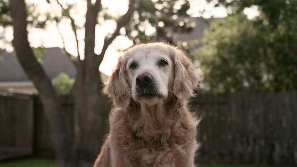 Le robaron el perro a un joven, pidieron rescate y terminaron presos | Actualidad