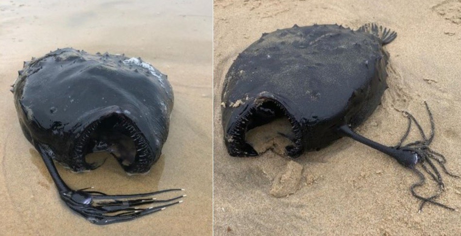 Paseaba por la playa y encontró una rara critatura marina | Internacionales