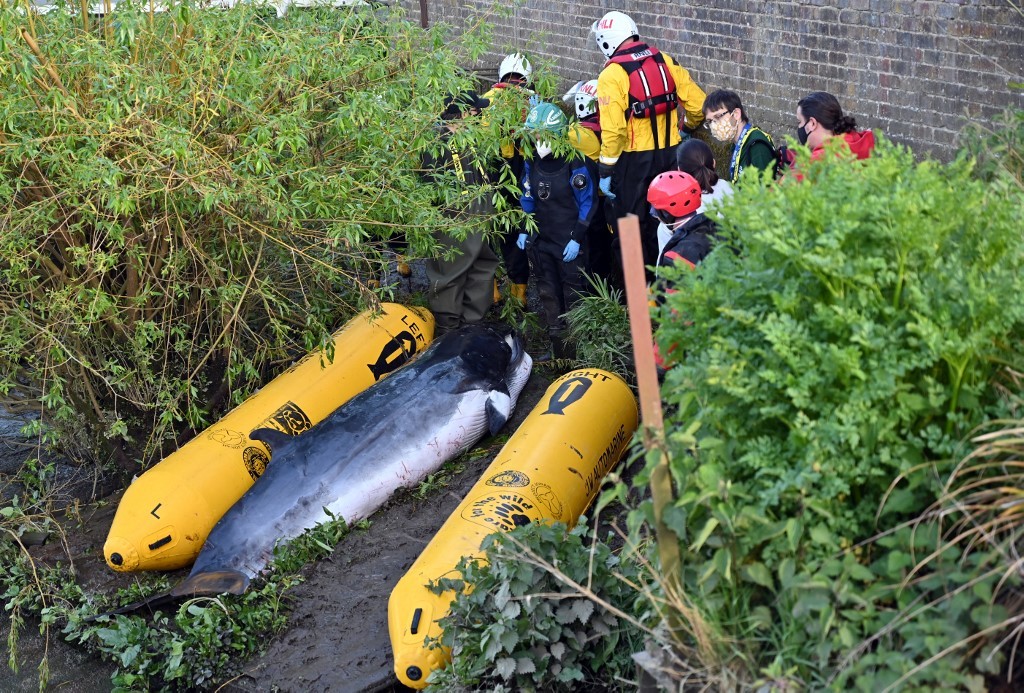 Sacrificaron a la ballena que habían desatascado en el Támesis: "No habría sobrevivido mucho más" | Internacionales