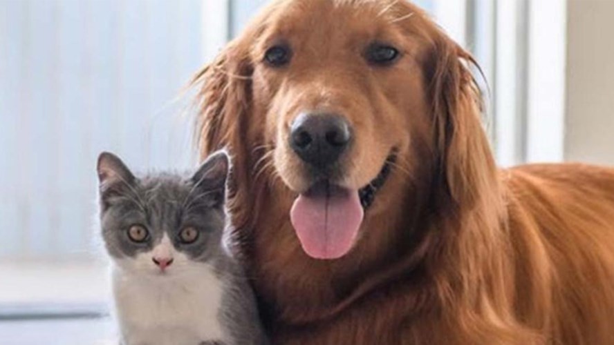 Estudios demostraron que se puede querer más a una mascota que a una pareja | Actualidad