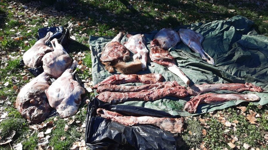 Decomisan 400 kilos de carne de ciervo, jabalí y conejo | Actualidad