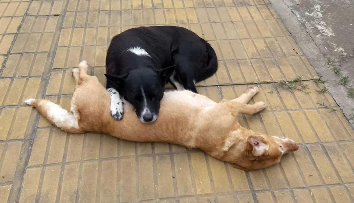 El perro que veló toda la noche a una perrita callejera que murió atropellada | Actualidad