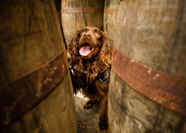 Control de calidad: destilería de whisky contrató a un perro | Internacionales