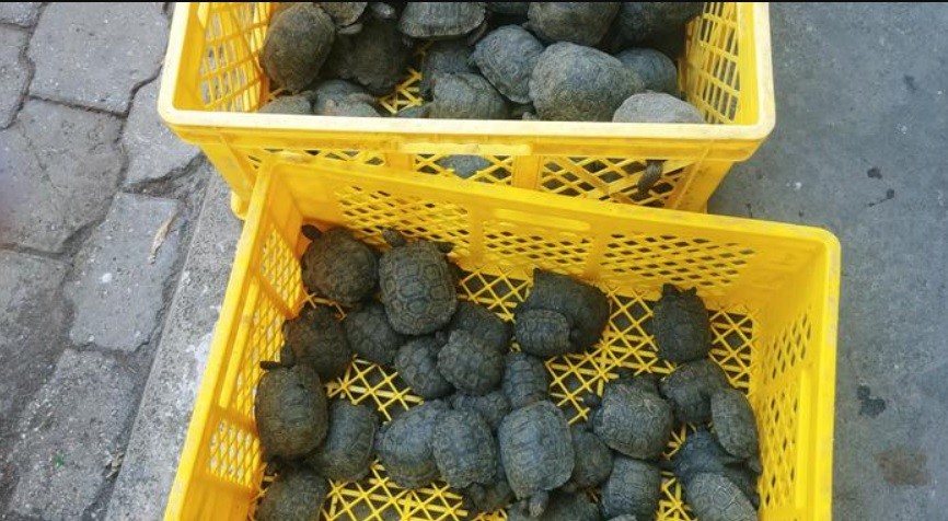 Policía condenado: tres años de cárcel por vender tortugas de Galápagos | Internacionales