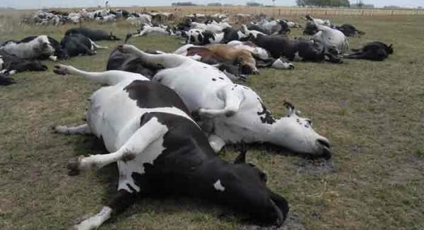 Tres cuartas partes de las enfermedades infecciosas emergentes se originan en animales, aseguró OMS | Internacionales