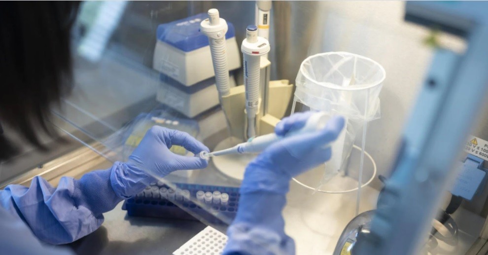 Con una nueva técnica lograron que un tumor se elimine a si mísmo | Internacionales