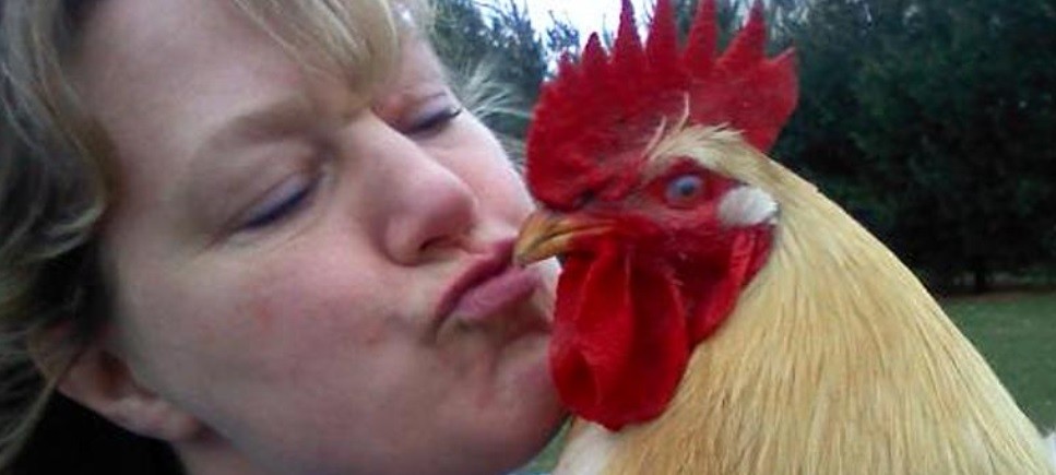 No besen a las gallinas: el pedido de autoridades sanitarias en Estados Unidos | Internacionales