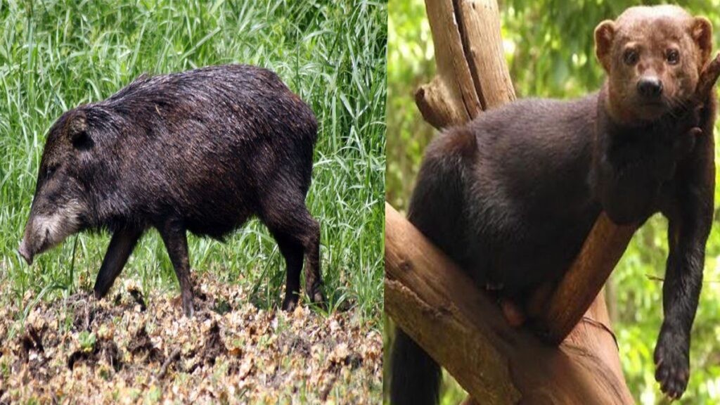 Se registraron dos especies animales nunca antes vistas en Santa Fe | Clima, naturaleza y medio ambiente