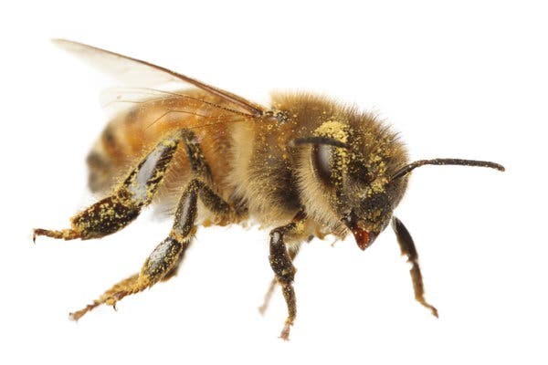 Video: el momento en que dos abejas logran abrir una botella de gaseosa | Internacionales