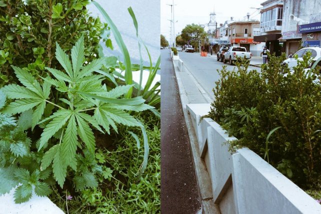 Había siete plantas de marihuana en un cantero de la avenida principal de San Lorenzo | Actualidad