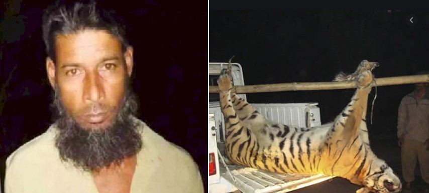 Buscado hace 20 años: detuvieron a un cazador furtivo acusado de matar a 70 tigres de Bengala | Internacionales