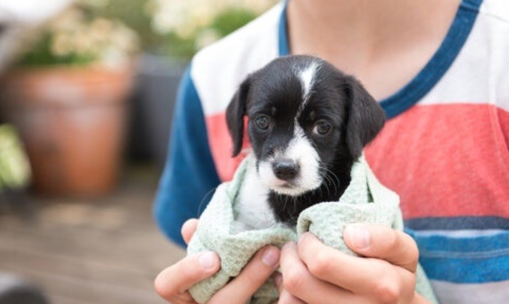 Adopciones de perros aumentaron 200% durante la pandemia | Actualidad