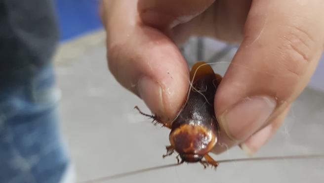 Encuentra cucaracha herida en la calle, la lleva de urgencia al veterinario y le salva la vida | Internacionales