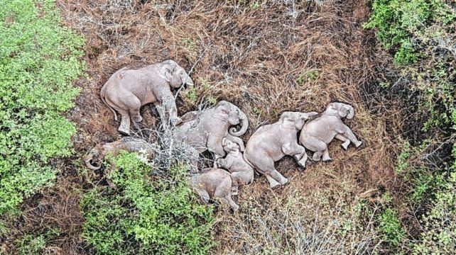 Una manada de elefantes hace escala en una ciudad y reanuda su viaje hacia el norte de China | Clima, naturaleza y medio ambiente
