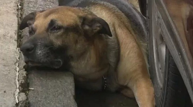 Conmoción en Caballito por un perro que fue atado a un poste y abandonado | Actualidad