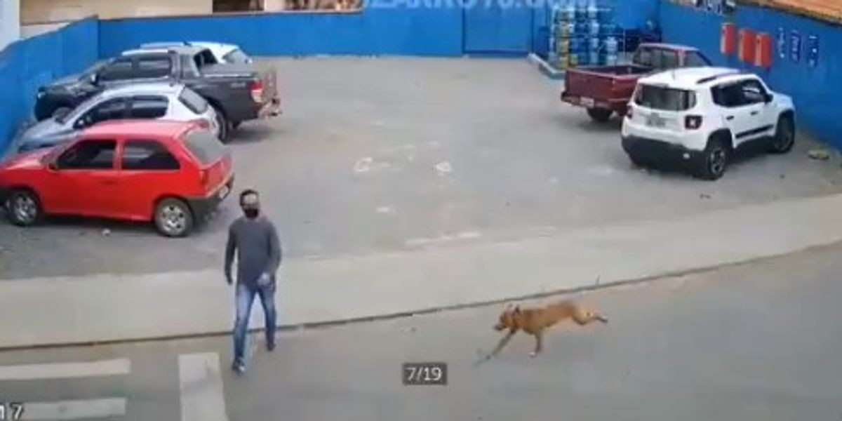 El video viral del perro que "atropella" a un hombre que cruzaba la calle | Internacionales