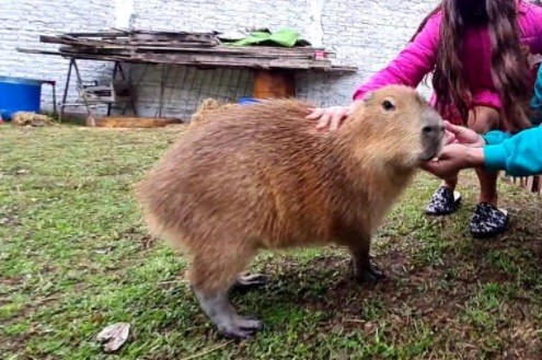 Liberan en un santuario natural a carpincho que una familia tenía como mascota | Actualidad