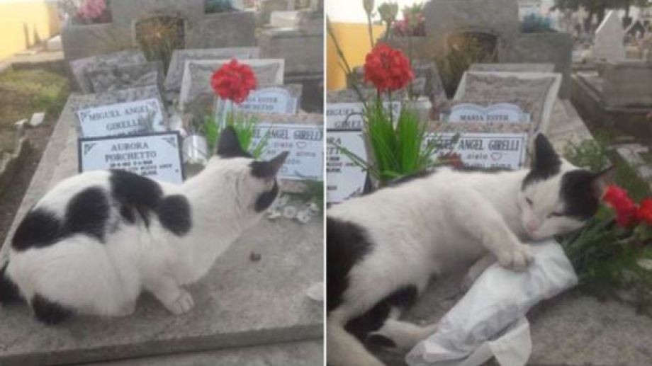 La conmovedora historia de la gatita que cuida una tumba: "Es una señal porque mi mamá era amante de los animales" | Actualidad