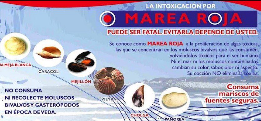 Por la marea roja, prohíben la extracción y consumo de moluscos | Actualidad