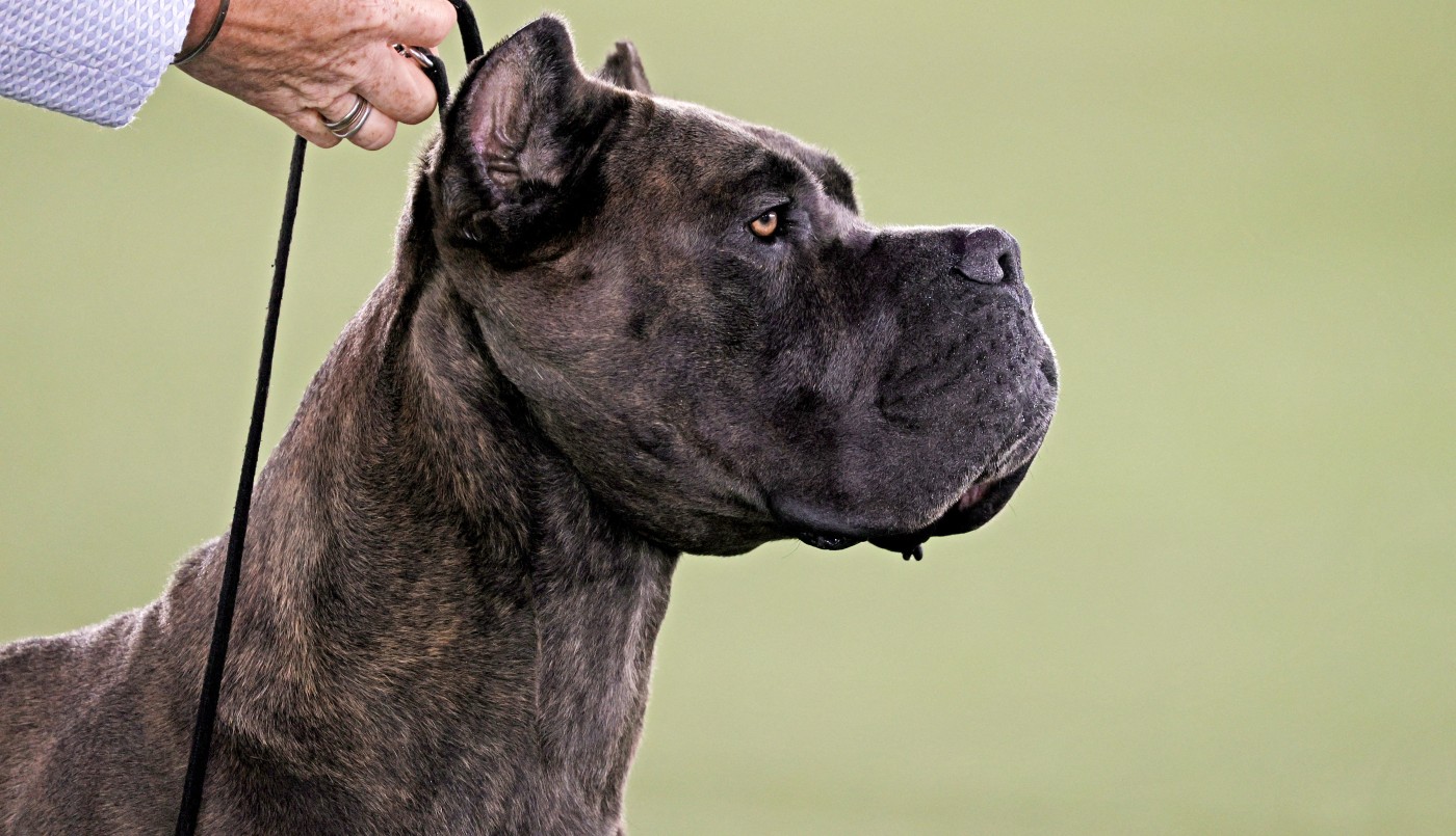 Estados Unidos prohibirá el ingreso de perros provenientes de más de 100 países por la rabia | Internacionales