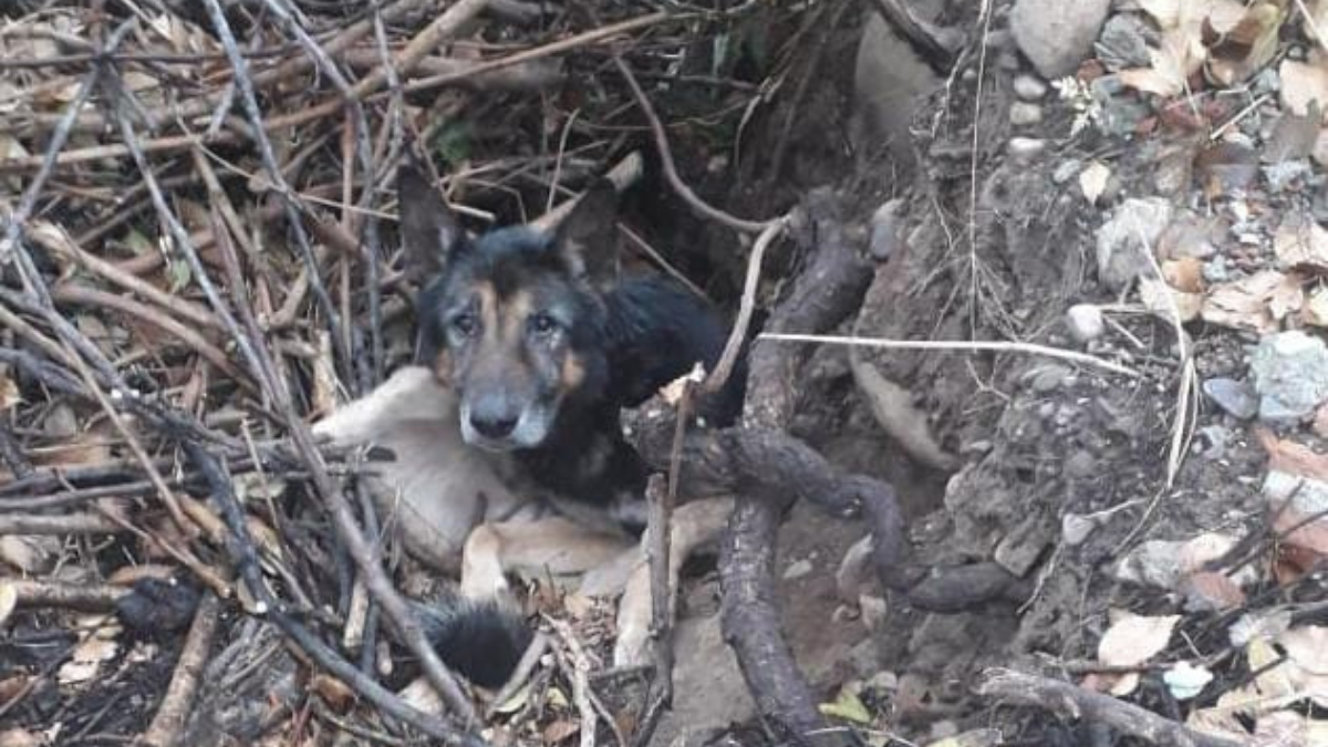 Enterraron un perro vivo, vecinos los rescataron y ahora le buscan un hogar | Actualidad