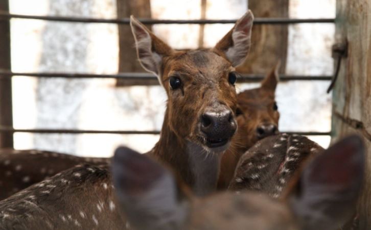 Trasladaron a un santuario natural a 5 ciervos axis que eran mantenidos como mascotas | Clima, naturaleza y medio ambiente