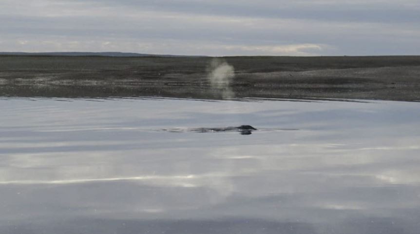 Trabajan para liberar a una ballena que quedó varada en cercanías a la ciudad de San Antonio Oeste | Clima, naturaleza y medio ambiente