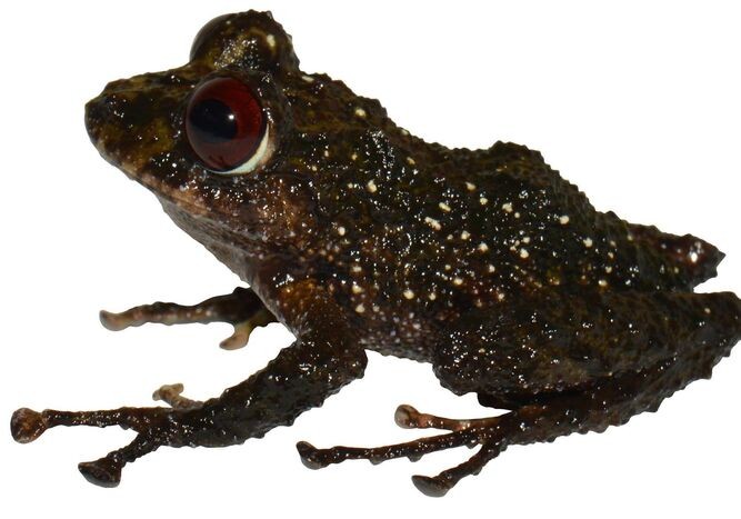 "Led Zepellin": la nueva especie de ranas de ojos rojos descubierta en Ecuador | Clima, naturaleza y medio ambiente
