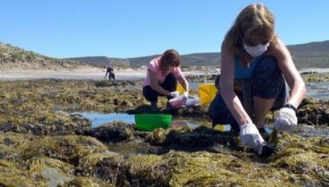 Producirán fideos con algas creados por investigadores de la Universidad Nacional de la Patagonia | Actualidad