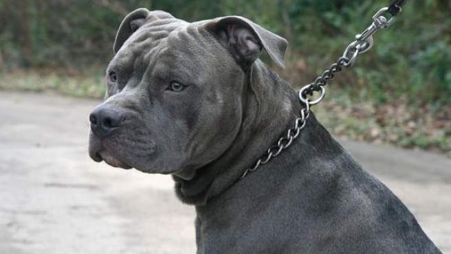 Un pitbull mató a otro perro, causó destrozos en una casa y fue baleado por la policía | Actualidad