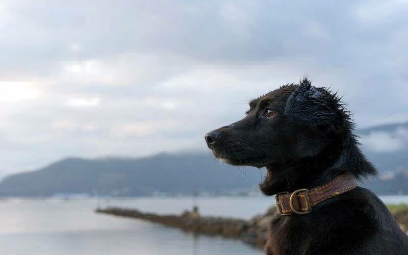 Sin esperanzas: así espera el perro Comando a los tripulantes del submarino ARA San Juan | Actualidad